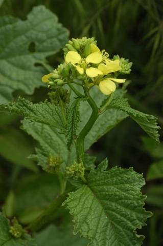 Perennial and annual grass weeds 