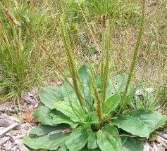 Perennial and annual grass weeds 