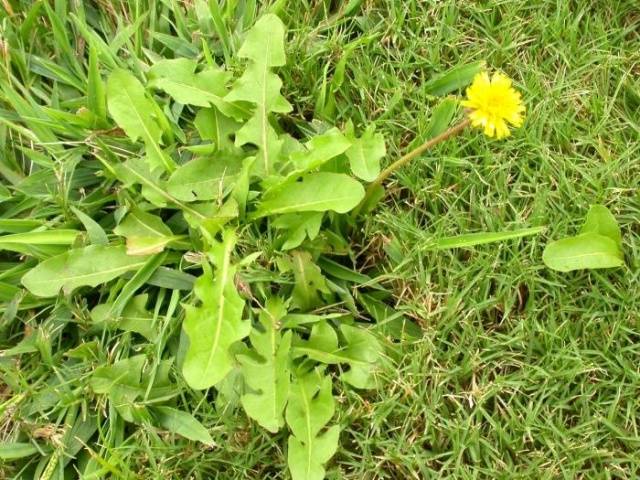 Perennial and annual grass weeds 