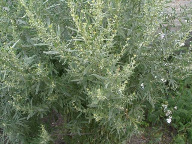 Perennial and annual grass weeds 