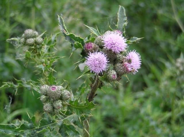 Perennial and annual grass weeds 