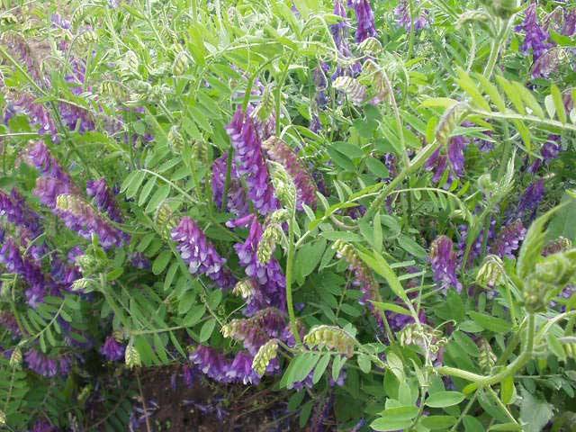 Perennial and annual grass weeds 