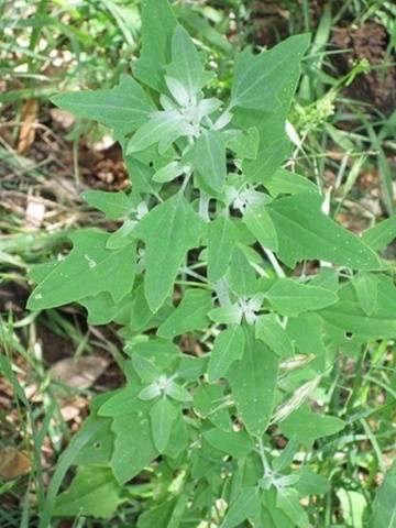 Perennial and annual grass weeds 