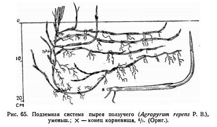 Perennial and annual grass weeds 