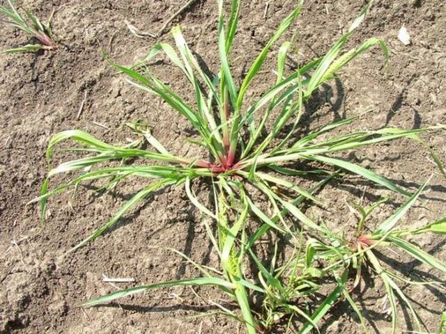 Perennial and annual grass weeds 