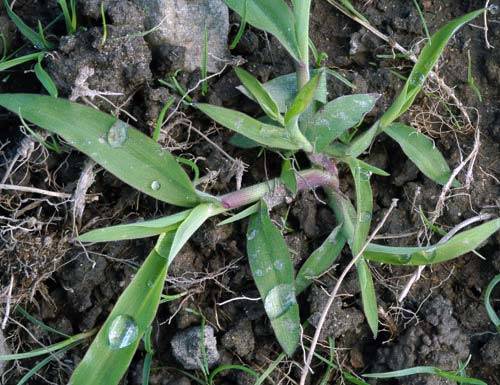 Perennial and annual grass weeds 