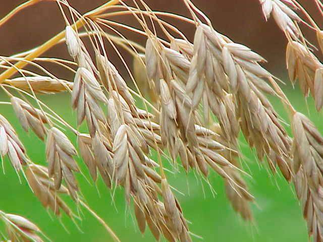 Perennial and annual grass weeds 