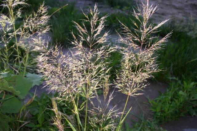 Perennial and annual grass weeds 