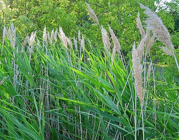 Perennial and annual grass weeds 