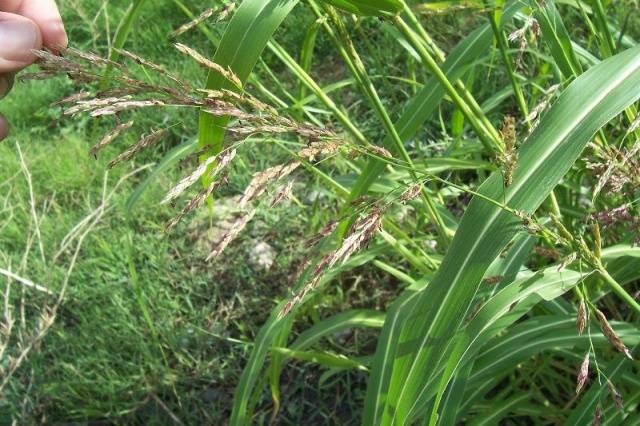 Perennial and annual grass weeds 