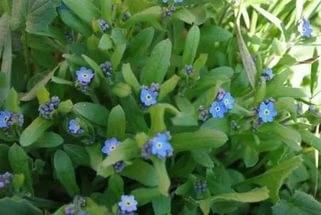 Perennial and annual grass weeds 