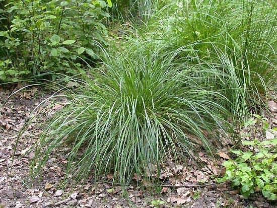 Perennial and annual grass weeds 