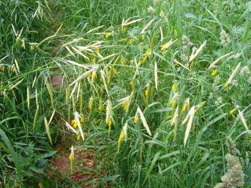 Perennial and annual grass weeds 