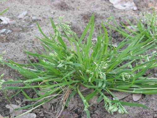 Perennial and annual grass weeds 