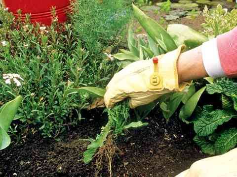 Perennial and annual grass weeds 