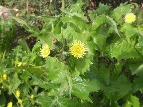 Perennial and annual grass weeds 