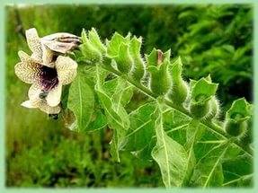 Perennial and annual grass weeds 