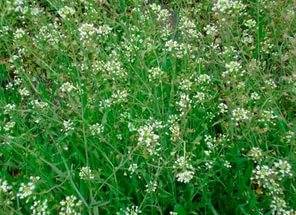 Perennial and annual grass weeds 