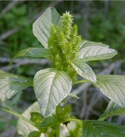 Perennial and annual grass weeds 