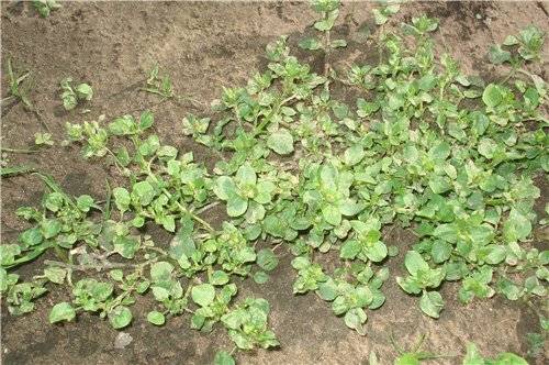 Perennial and annual grass weeds 