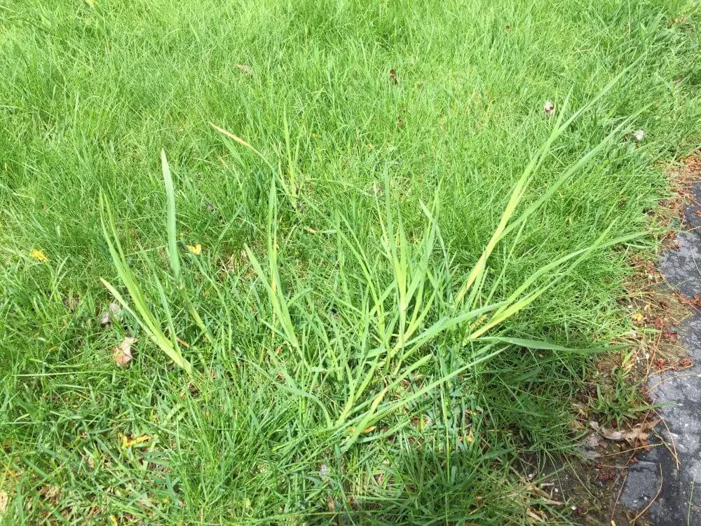 Perennial and annual grass weeds 