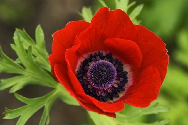 perennial anemone