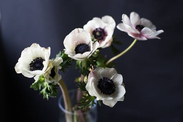 perennial anemone