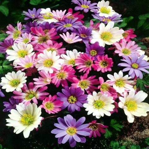 perennial anemone