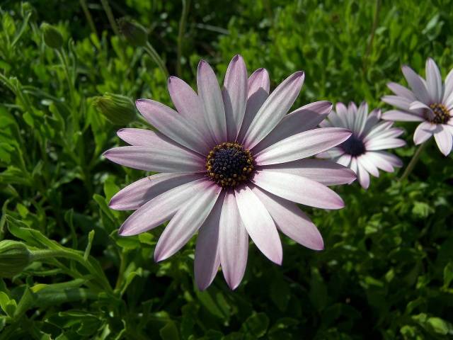 perennial anemone