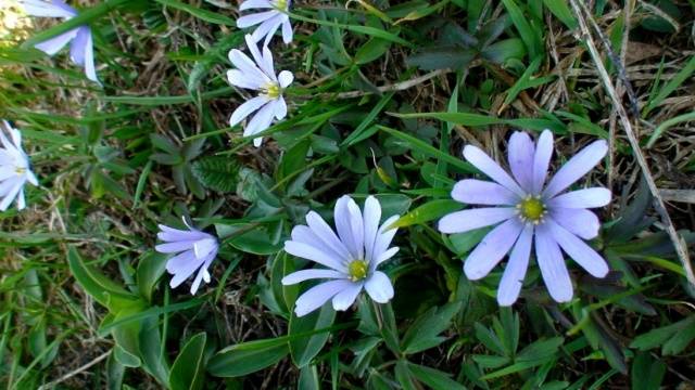 perennial anemone