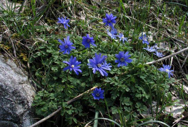 perennial anemone