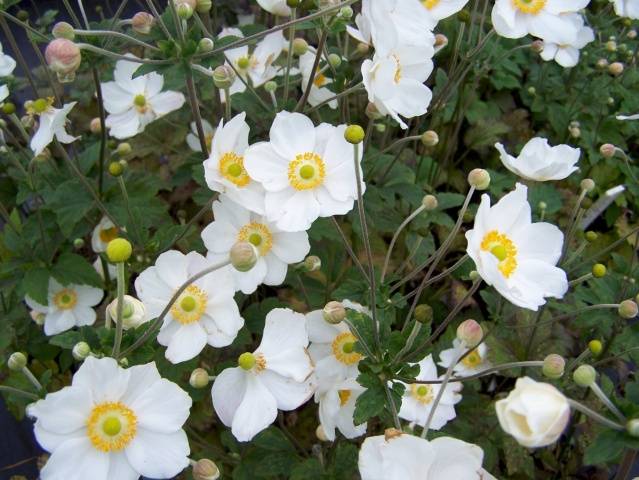 perennial anemone