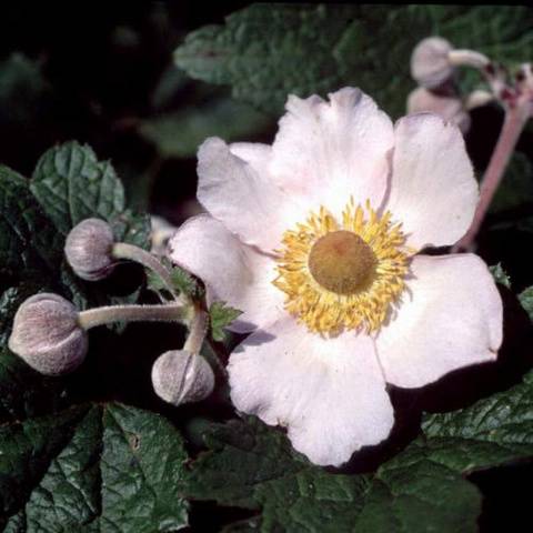 perennial anemone