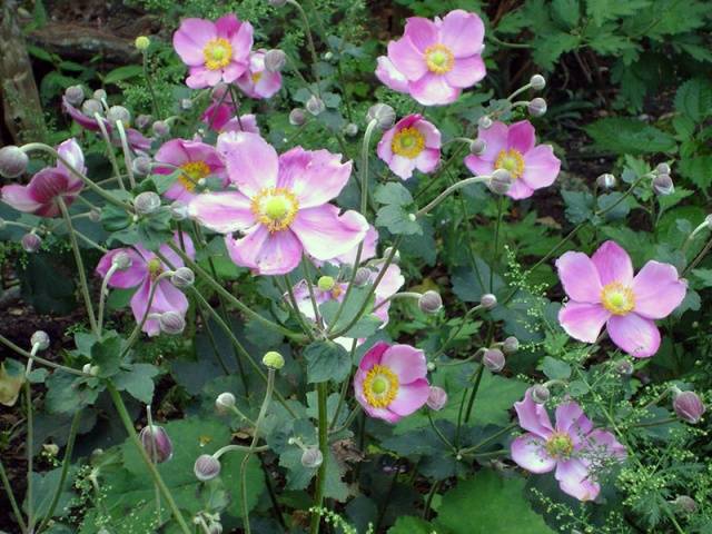 perennial anemone