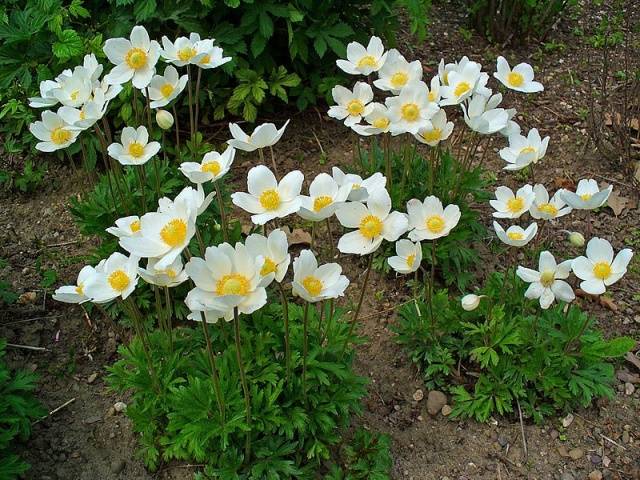 perennial anemone