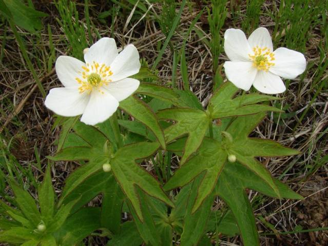 perennial anemone