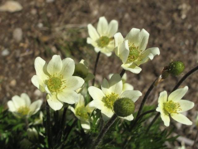 perennial anemone