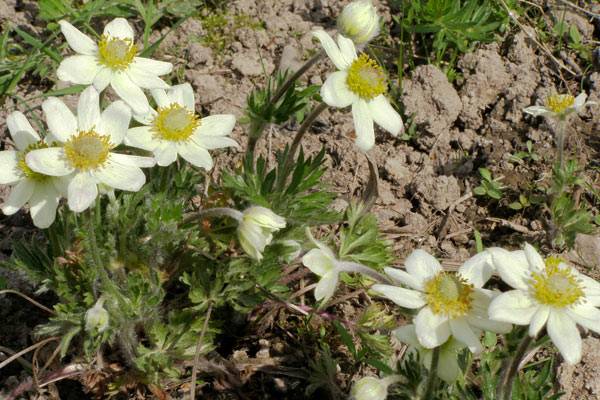 perennial anemone