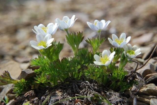 perennial anemone