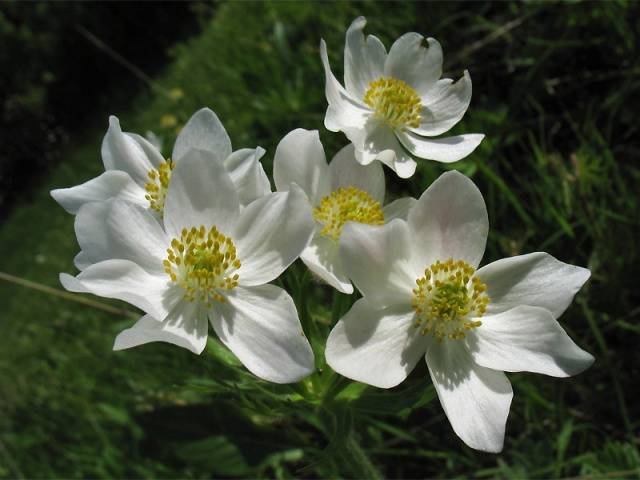 perennial anemone