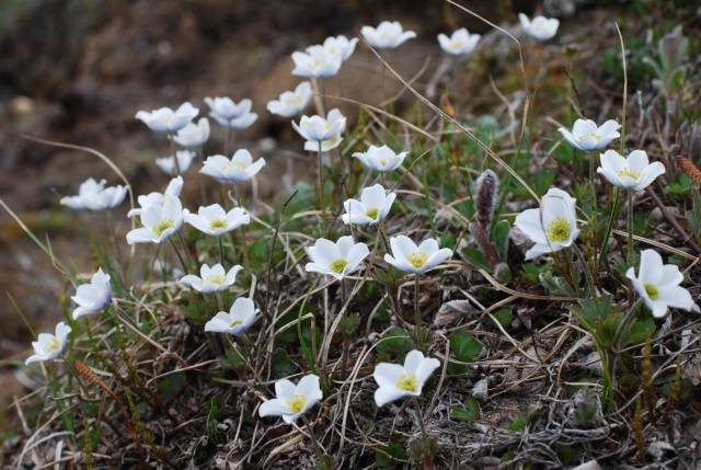 perennial anemone