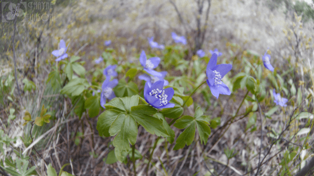 perennial anemone