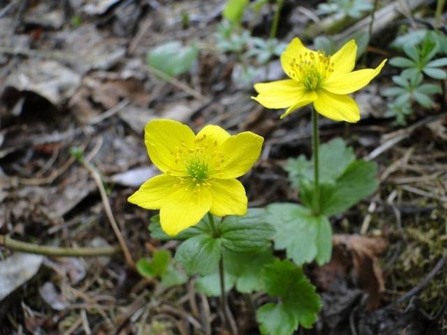 perennial anemone