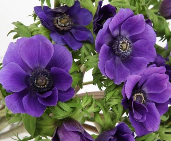 perennial anemone