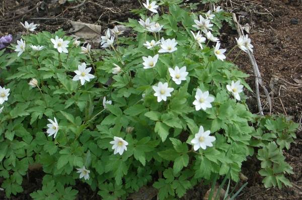 perennial anemone