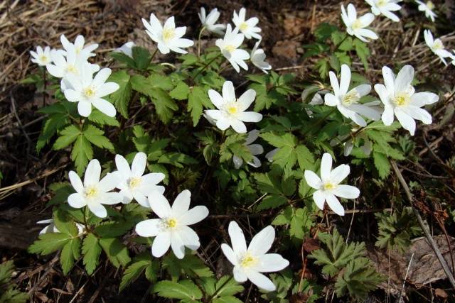 perennial anemone