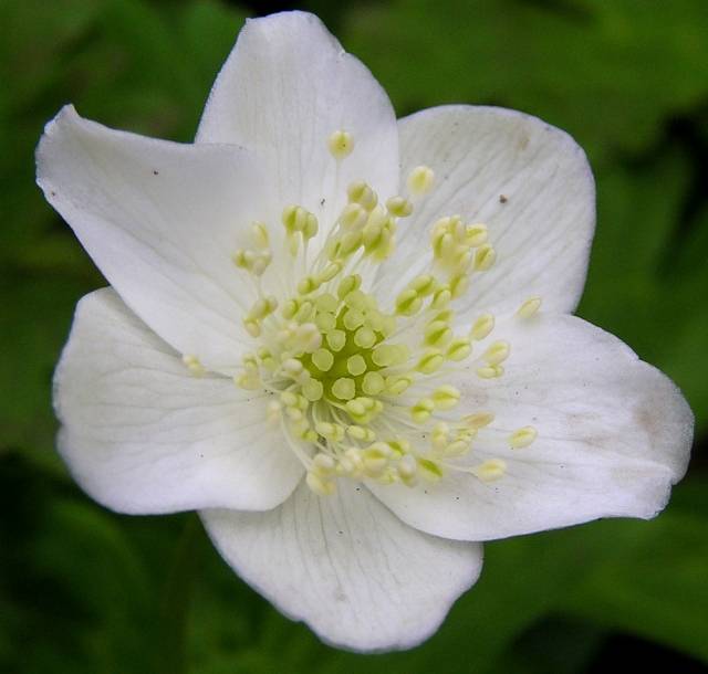 perennial anemone