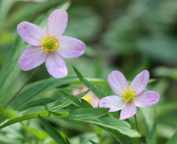 perennial anemone