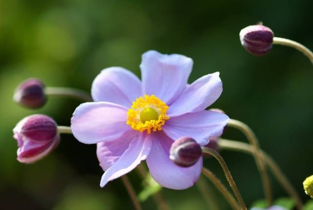 perennial anemone