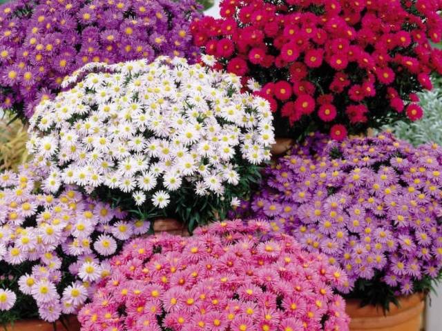 Perennial asters: spherical, heather, undersized, curb